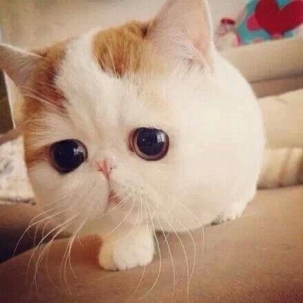 娱乐吃瓜猫张一张,揭秘娱乐圈背后的那些事儿